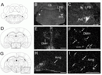 NPS, Fig05