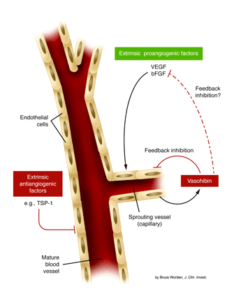 vasohibin