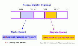 Prepro-Ghrelin