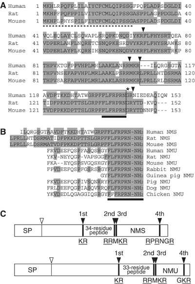 Neuromedin S