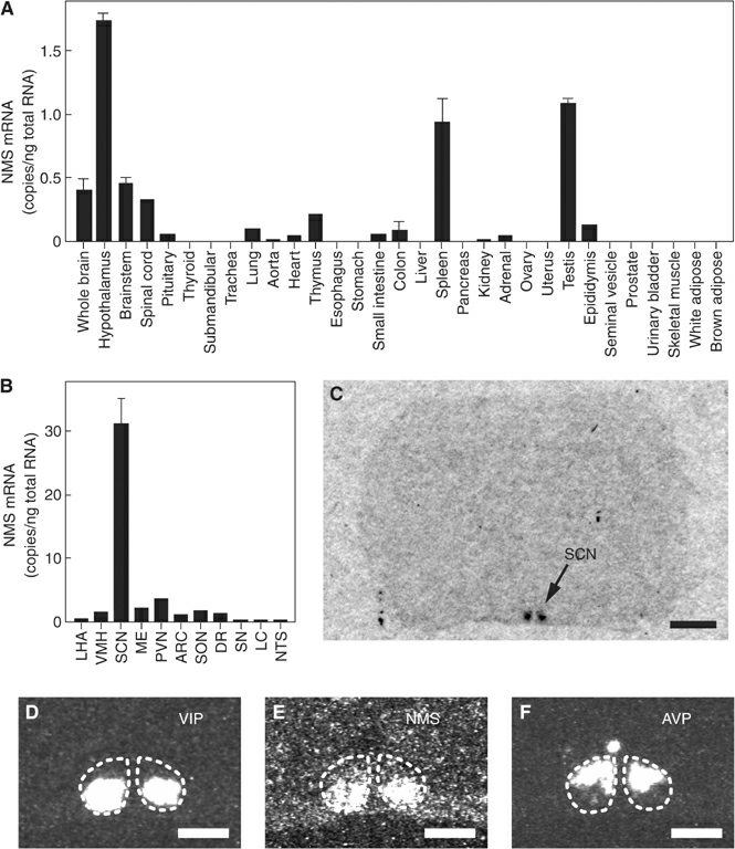 neuromedin S