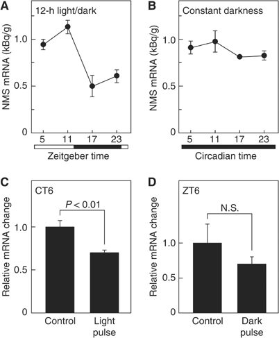 neuromedin S