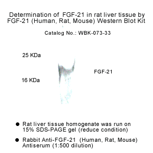 FGF-21