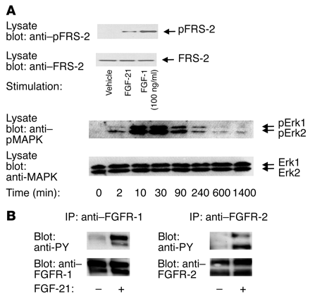 fgf21