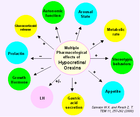 The hypocretins are novel, secretin-related peptides. (A) Hypocretin