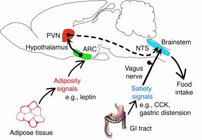 Hindbrain Response Model