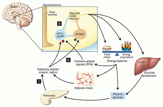 Neurocentric Model