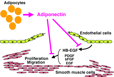 adipocyte-vascular axis