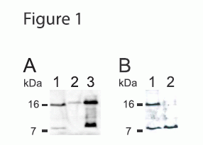 apelin western blot analysis