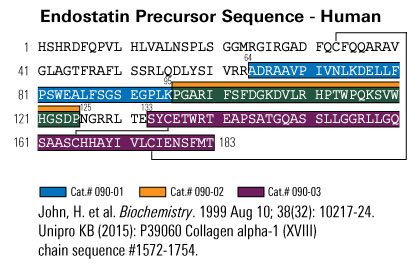 endostatin sequence