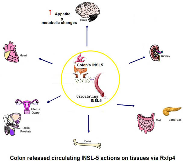 colon released circulating insl-5 actions on tissues via rxfp4