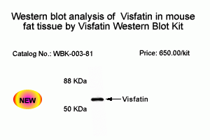 PBEF, Visfatin