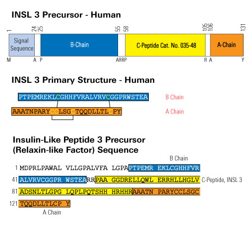 insl 3 structure