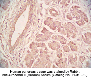 Urocortin II