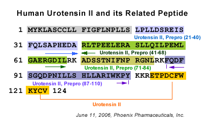 Human Urotensin II and Related Peptides