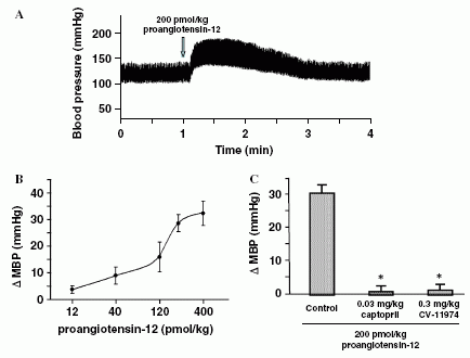 Proangiotensin-12