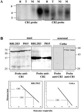 CB2