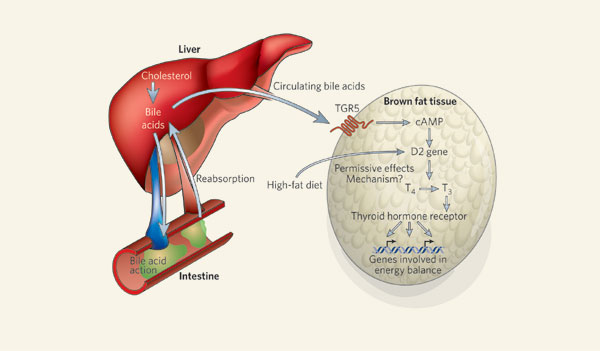 bile acid