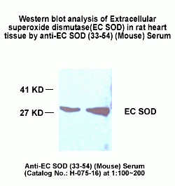 H-075-16-western blot