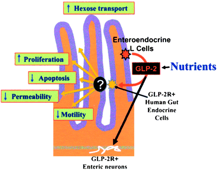 GLP-2