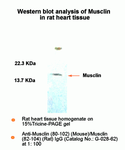 Musclin