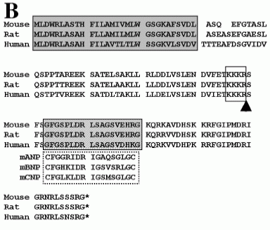 musclin sequence