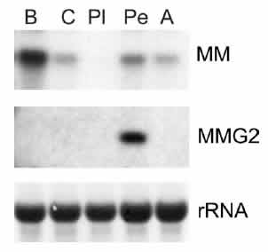 MMG2 mRNA
