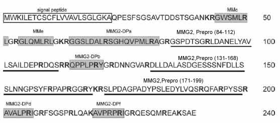 MMG2 peptide