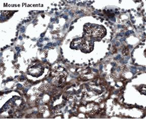 Mapping in Mouse Placenta by Anti AXOR 12 Antibody