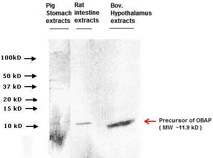 western blot obap