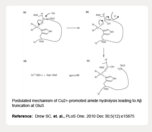 Postulated mechanism of Cu2+-promoted amide hydrolysis leading to A?truncation at Glu3.