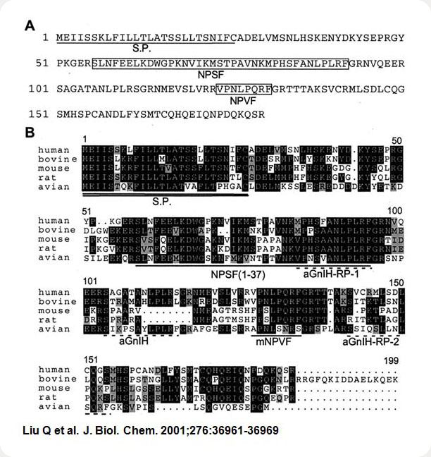 Sequence of human NPVF precursor and its alignment with species orthologs