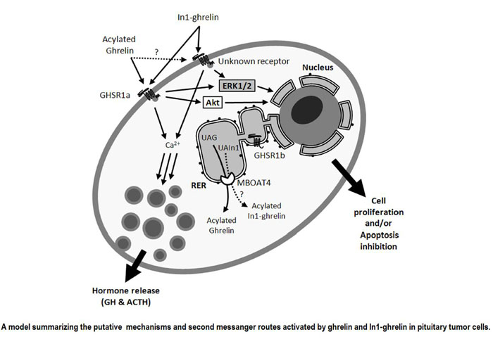 a model summarizing the putative mechanisms and second messanger routes activated by ghrelin and in1-ghrelin in pituitary tumor cells 