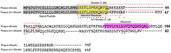 alignment of sequence ghrelin and In1-ghrelin