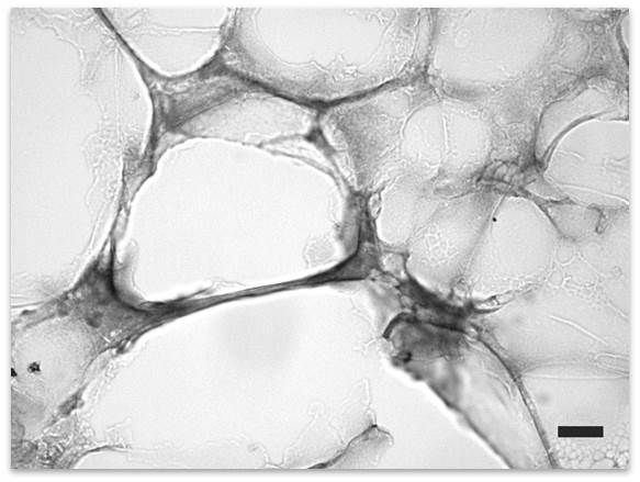 Mouse groin fat tissue was stained by Rabbit Anti-Metrnl (264-311) (H)  ( Cat. No.: H-067-67)