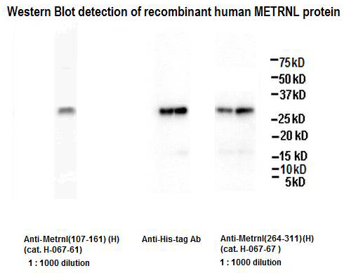 western blot metrnl