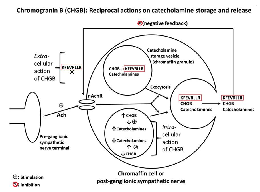 Reciproca actions on catecholamine storage and release