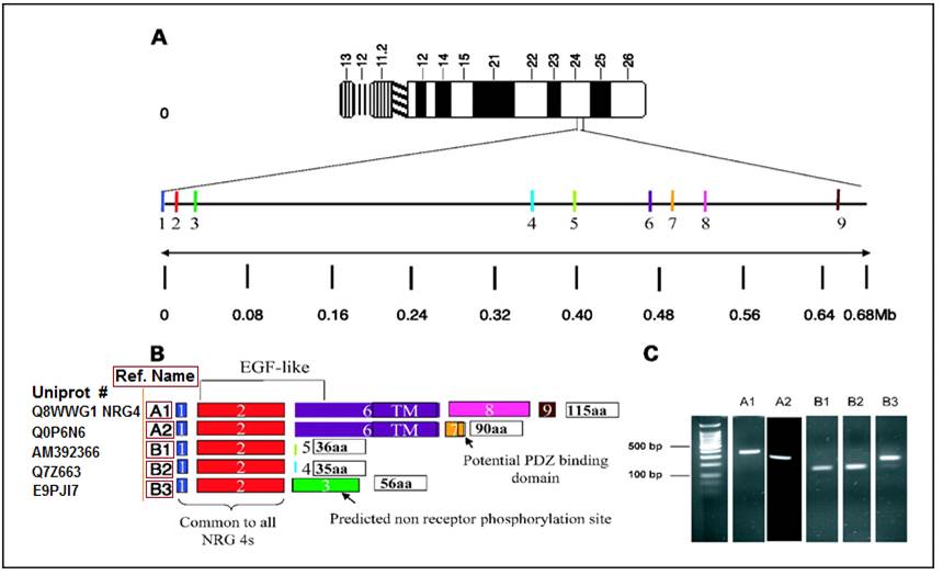 Human NRG4 Chromosomal Location, gene organization, novel isoform expression