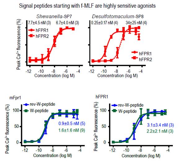 signal peptide start with f-mlf