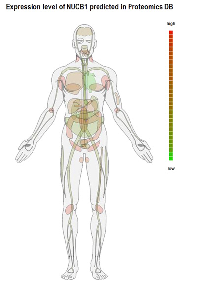 expression level of nucb1