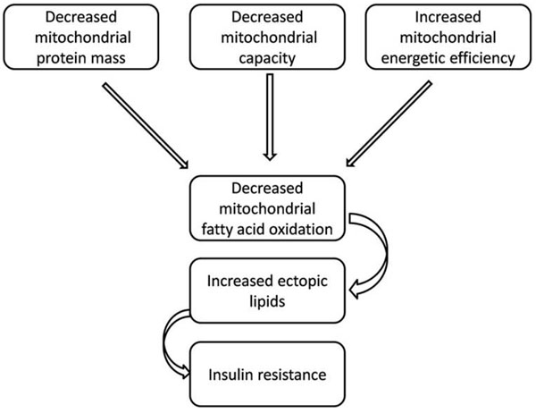 insulin resist