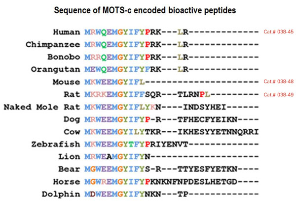 mots-c sequence