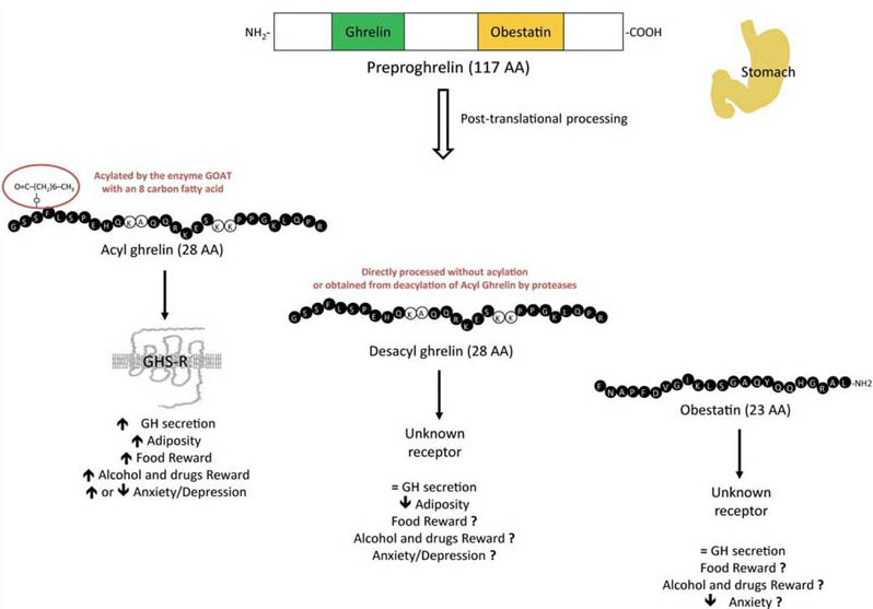 prepro-ghrelin function