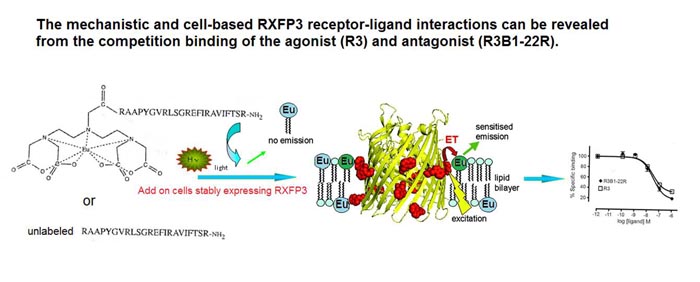 RXFP3 interactions