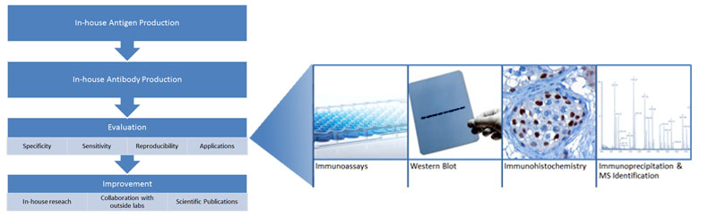 antibody evaluation