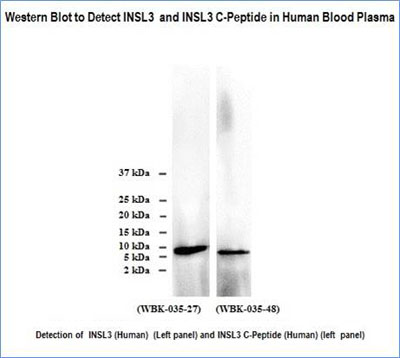 INSL3 Western Blot